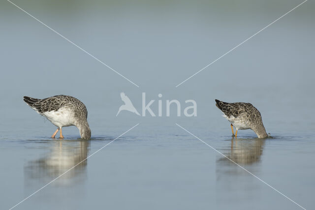 Ruff (Philomachus pugnax)