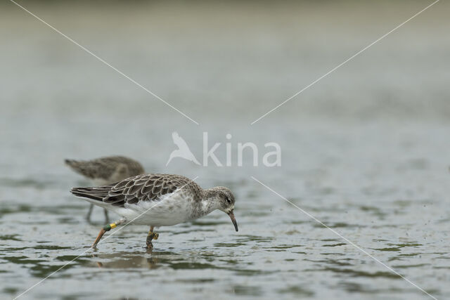 Kemphaan (Philomachus pugnax)