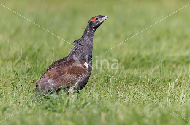 Eurasian Capercaillie (Tetrao urogallus)