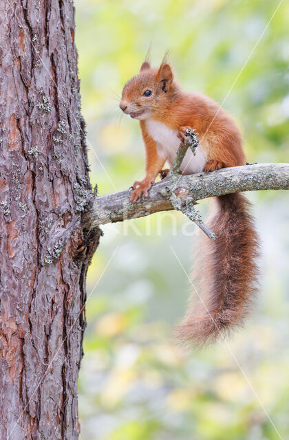 Red Squirrel (Sciurus vulgaris)