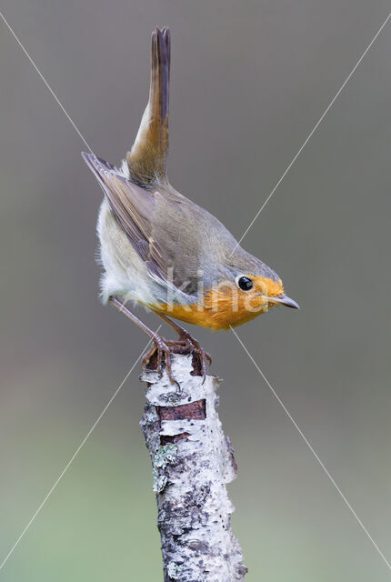 European Robin (Erithacus rubecula)