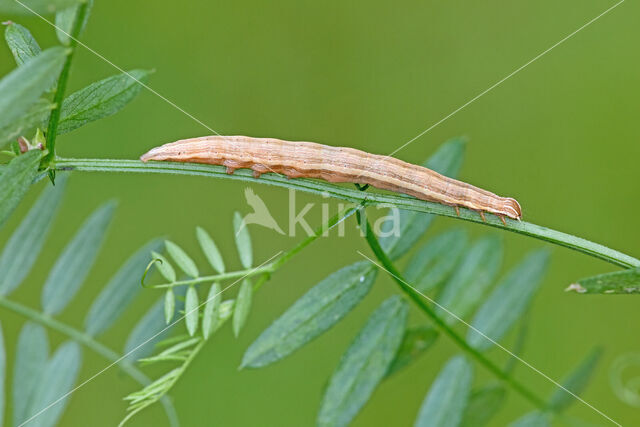 Bruine daguil (Euclidia glyphica)