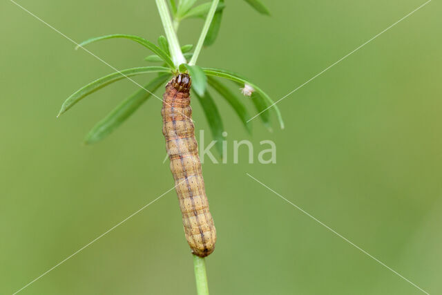 Flame Shoulder (Ochropleura plecta)