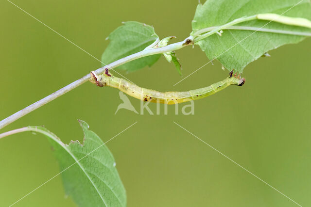 Marmerspanner (Ecliptopera silaceata)