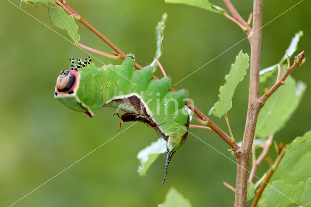 Hermelijnvlinder (Cerura vinula)