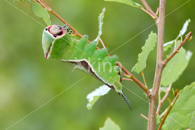 Hermelijnvlinder (Cerura vinula)