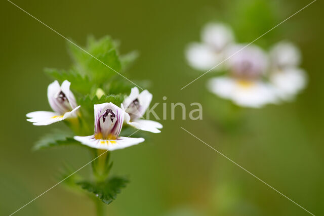 Stijve ogentroost (Euphrasia stricta)