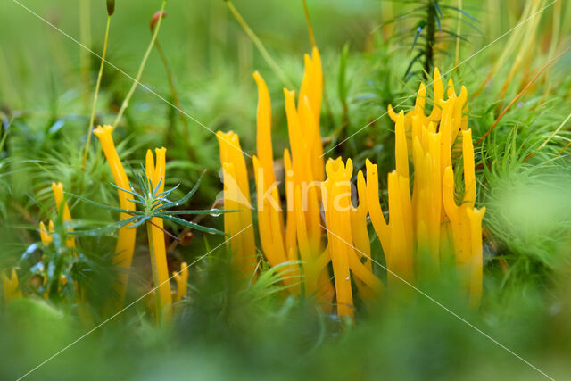 Kleverig koraalzwammetje (Calocera viscosa)