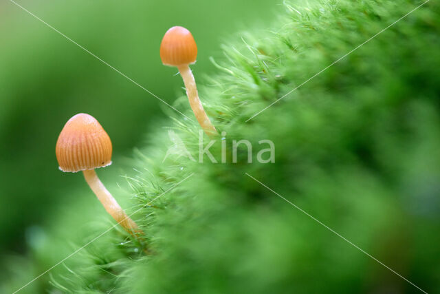 Honinggeel mosklokje (Galerina pumila)