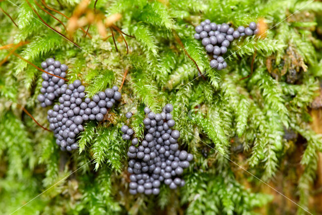 Slime mould (Myxomyceet spec.)