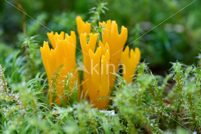 Yellow turning fork (Calocera viscosa)