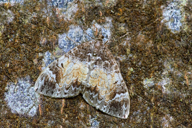 Common Marbled Carpet (Chloroclysta truncata)