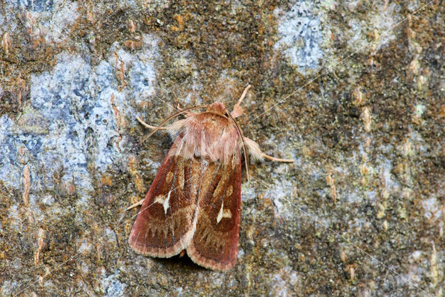 Antler Moth (Cerapteryx graminis)