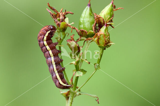 Gevlamde uil (Actinotia polyodon)