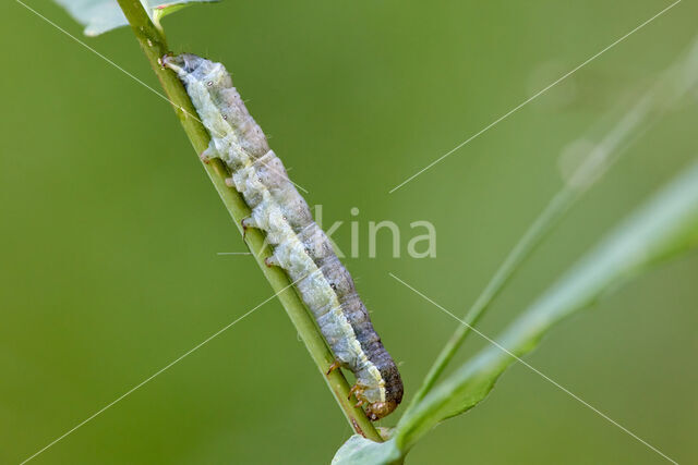 Cabbage moth (Mamestra brassicae)