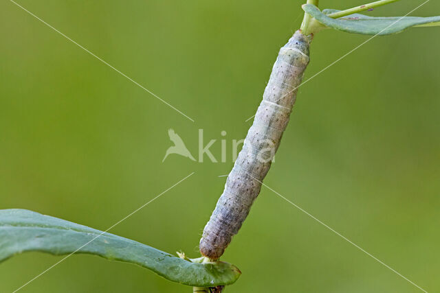 Kooluil (Mamestra brassicae)