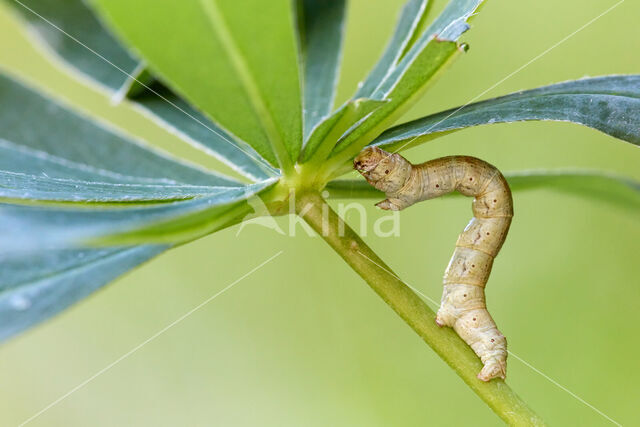 Gewone Spikkelspanner (Ectropis crepuscularia)