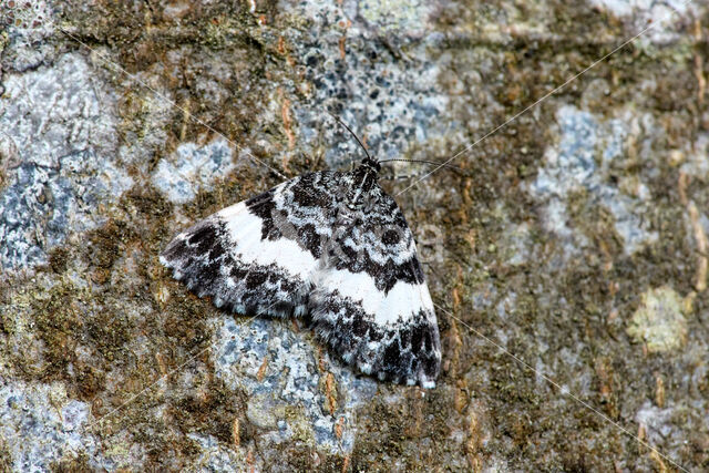 Witbandspanner (Spargania luctuata)