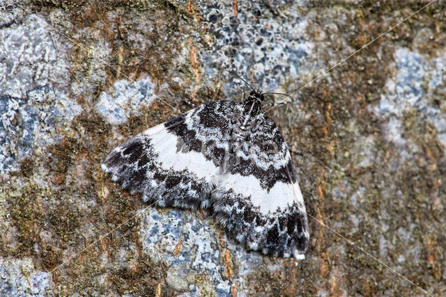 Witbandspanner (Spargania luctuata)