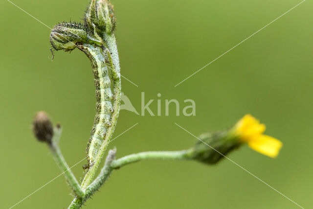 Tweekleurige uil (Hecatera bicolorata)