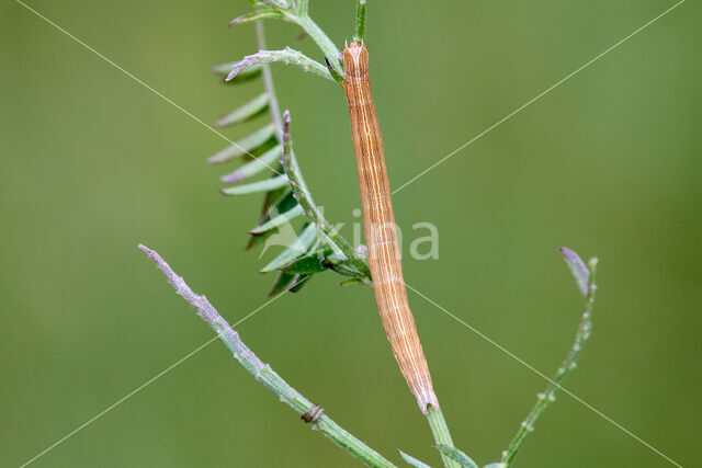 Bruine daguil (Euclidia glyphica)