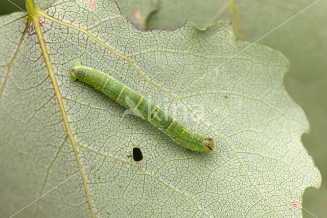 Clouded Border (Lomaspilis marginata)