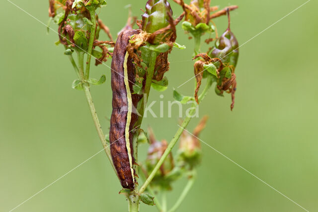 Gevlamde uil (Actinotia polyodon)