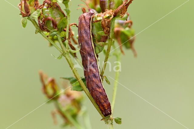 Purple Cloud (Actinotia polyodon)