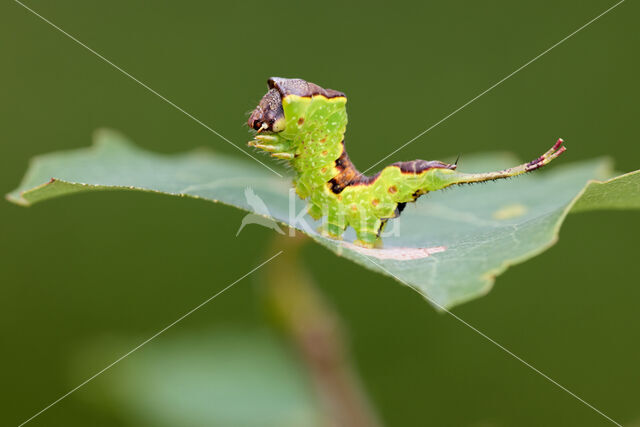 Populierenhermelijnvlinder (Furcula bifida)