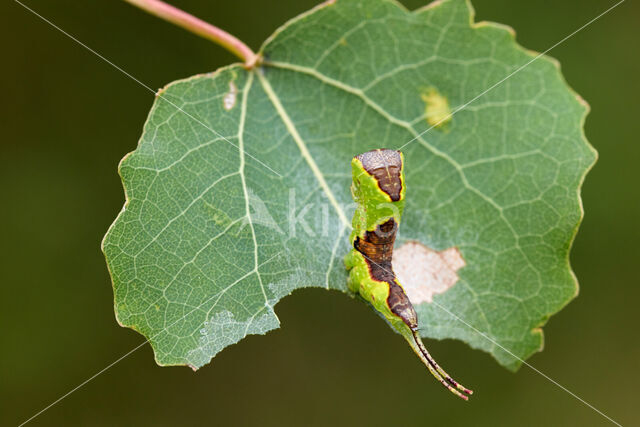 Populierenhermelijnvlinder (Furcula bifida)