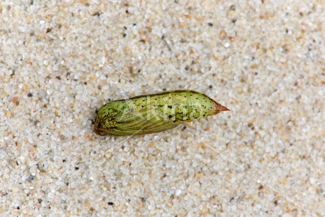 Marmerspanner (Ecliptopera silaceata)