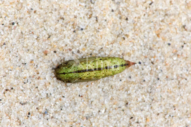 Marmerspanner (Ecliptopera silaceata)