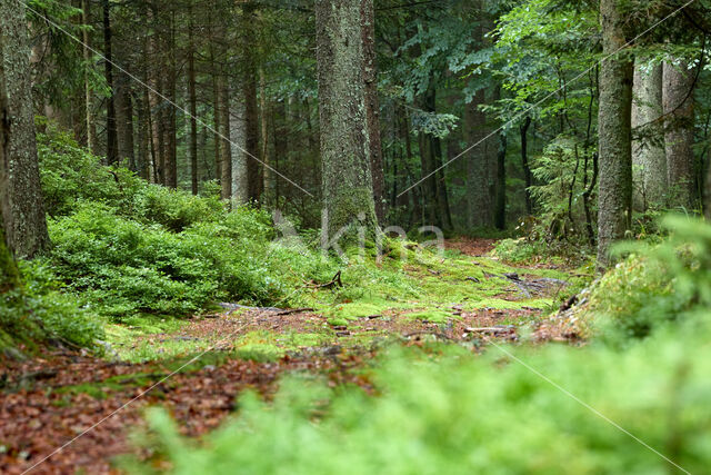 Norway Spruce (Picea abies)