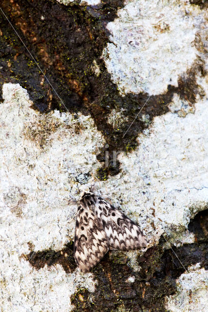 Black Arches (Lymantria monacha)