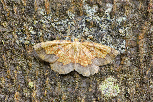 Dark Bordered Beauty (Epione vespertaria)