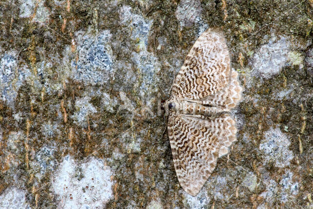 scallop shell moth (Hydria undulata)