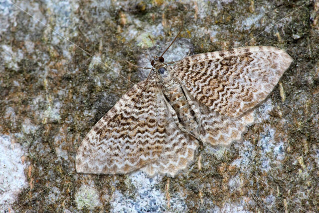 scallop shell moth (Hydria undulata)