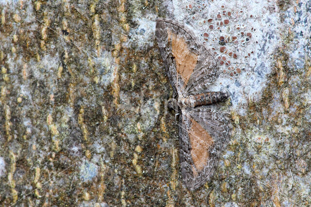 Tawny Speckled Pug (Eupithecia icterata)