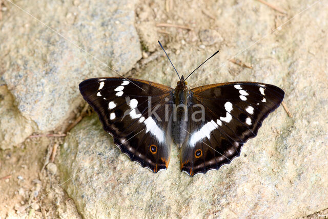 Purple Emperor (Apatura iris)