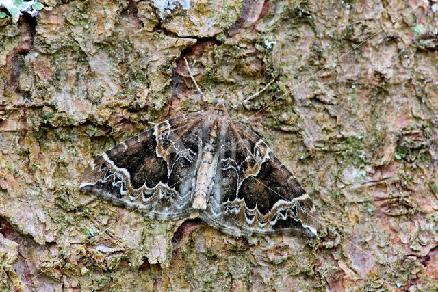 Wortelhoutspanner (Eulithis prunata)