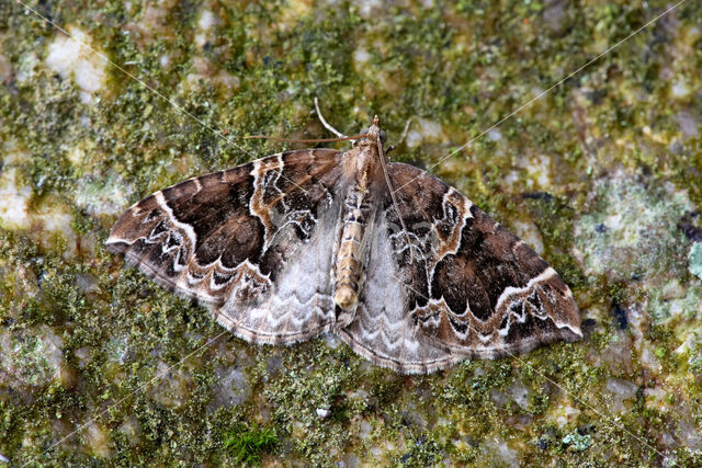 The Phoenix (Eulithis prunata)