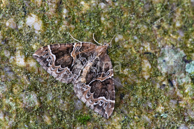 The Phoenix (Eulithis prunata)