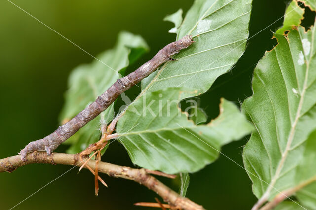 Geelblad (Ennomos quercinaria)