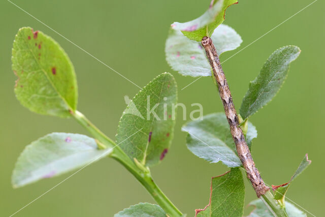 Vierkantspikkelspanner (Paradarisa consonaria)