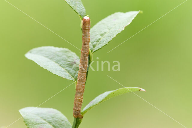 Vierkantspikkelspanner (Paradarisa consonaria)