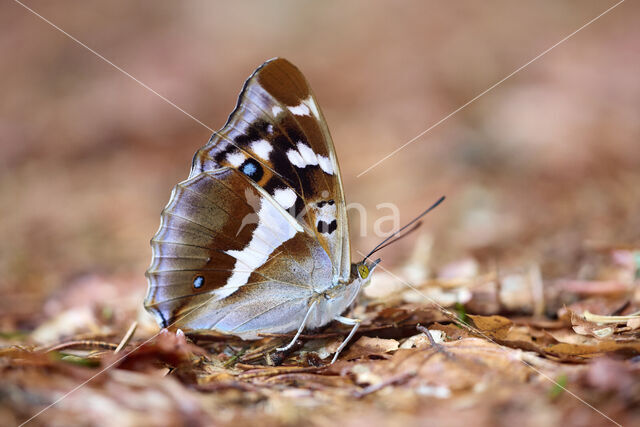 Purple Emperor (Apatura iris)