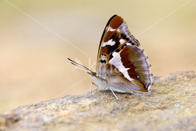 Purple Emperor (Apatura iris)