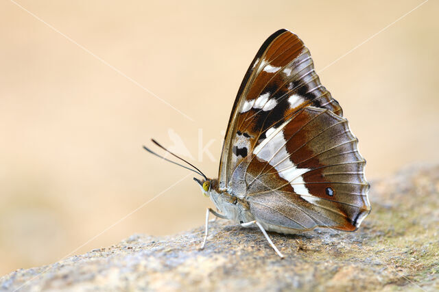 Grote weerschijnvlinder (Apatura iris)