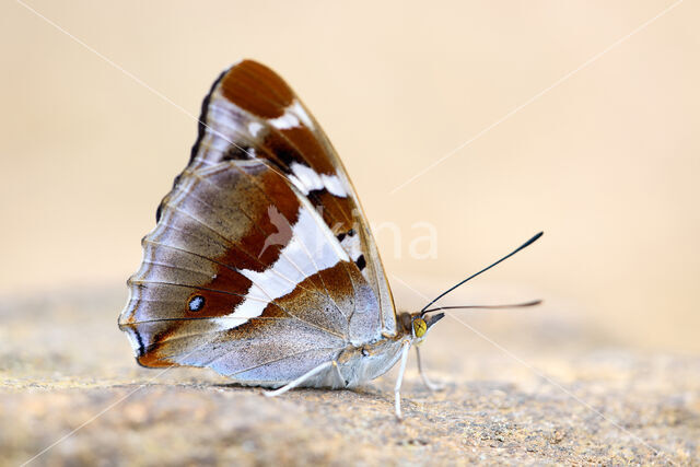 Purple Emperor (Apatura iris)