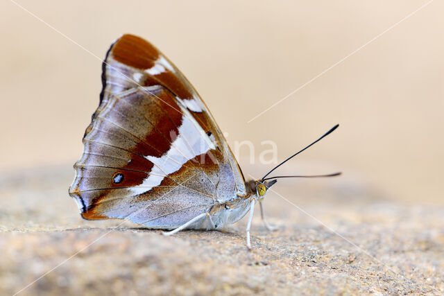 Grote weerschijnvlinder (Apatura iris)